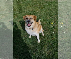Great Pyrenees Dogs for adoption in Bountiful, UT, USA