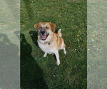 Small Great Pyrenees