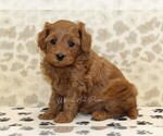 Small #3 Cavapoo