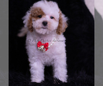 Small Photo #69 Maltipoo (Miniature) Puppy For Sale in WARSAW, IN, USA