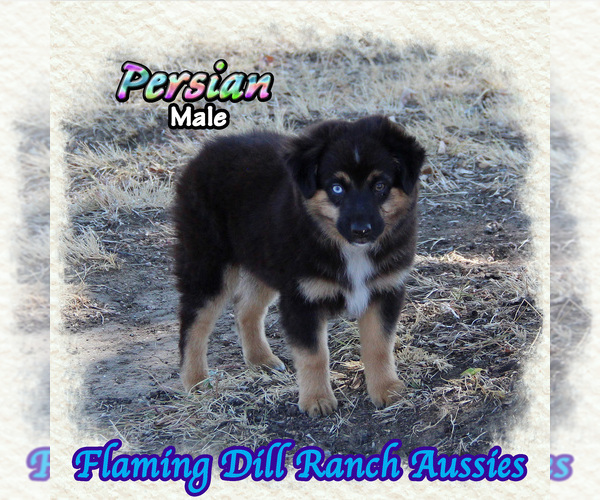 Medium Photo #1 Miniature Australian Shepherd Puppy For Sale in FORESTBURG, TX, USA
