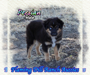 Miniature Australian Shepherd Puppy for sale in FORESTBURG, TX, USA