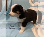 Small Photo #19 Australian Shepherd Puppy For Sale in EXETER, MO, USA