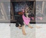 Small Photo #3 German Shepherd Dog Puppy For Sale in JASONVILLE, IN, USA