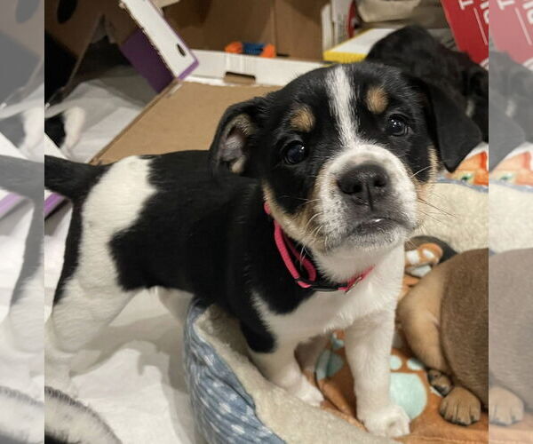 Medium Photo #2 Mutt Puppy For Sale in Rochester, NY, USA