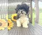 Small #3 Cavapoo (Toy)