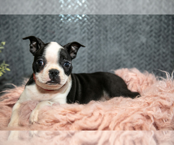 Medium Photo #6 Boston Terrier Puppy For Sale in HARLAN, IN, USA