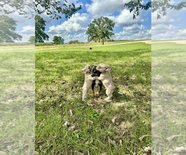 Medium Photo #8 French Bulldog Puppy For Sale in RICHARDS, TX, USA