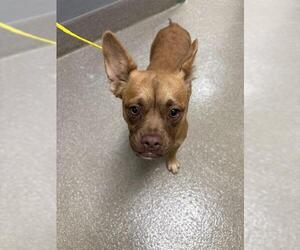 Chihuahua-Unknown Mix Dogs for adoption in Las Vegas, NV, USA