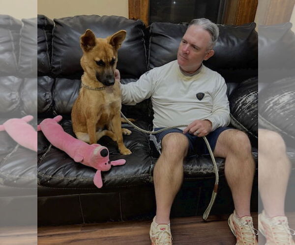 Medium Photo #7 Mutt Puppy For Sale in Mt. Laurel, NJ, USA