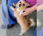 Small #1 Cairn Terrier Mix