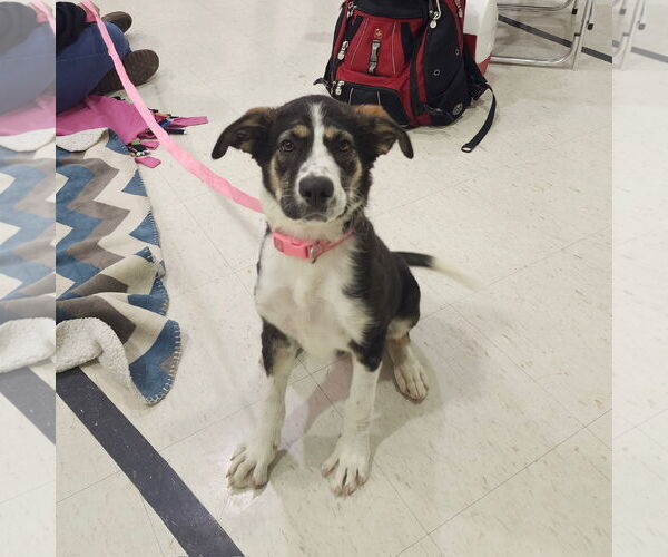 Medium Photo #5 Collie-Unknown Mix Puppy For Sale in Fargo, ND, USA