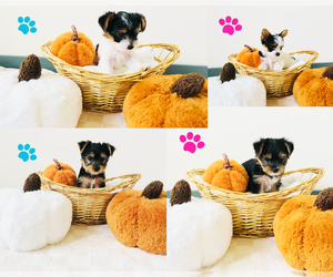 Yorkshire Terrier Puppy for Sale in MILWAUKEE, Wisconsin USA