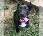 Small #38 Labrador Retriever Mix