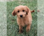 Small Photo #27 Goldendoodle (Miniature) Puppy For Sale in SYRACUSE, IN, USA