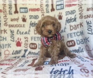 Cavapoo Puppy for sale in LAKELAND, FL, USA