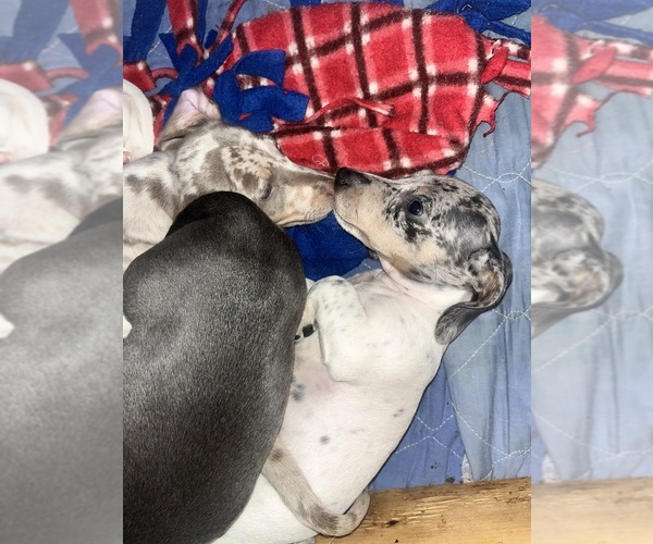 Medium Photo #107 Dachshund Puppy For Sale in LAKEBAY, WA, USA