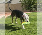 Small #8 Bullboxer Pit