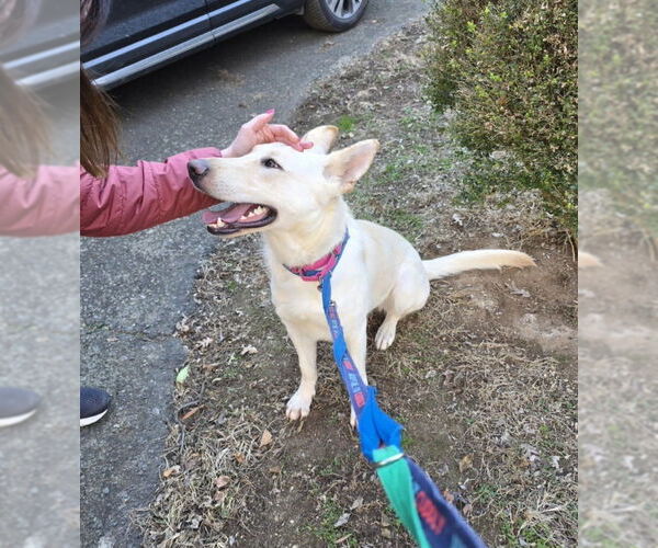 Medium Photo #12 - Mix Puppy For Sale in Winston Salem, NC, USA