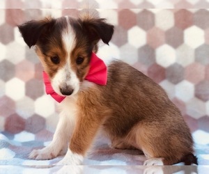 Shetland Sheepdog Puppy for sale in CLAY, PA, USA