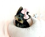 Small #12 Morkie