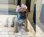 Puppy 6 Cane Corso
