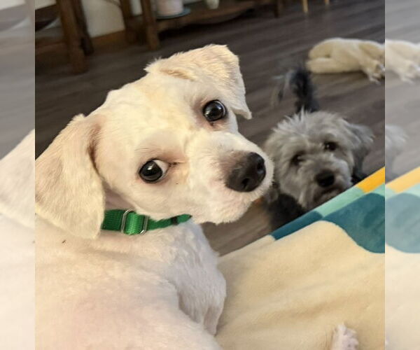 Medium Photo #3 Shih Tzu-Unknown Mix Puppy For Sale in Fargo, ND, USA