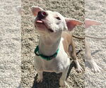 Small #2 American Pit Bull Terrier Mix