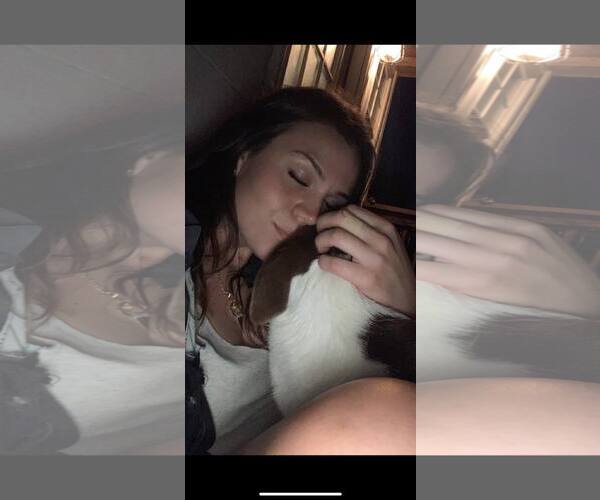 Medium Photo #4 Pointer-Unknown Mix Puppy For Sale in Woodbury, NY, USA