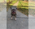 Small Photo #1 French Bulldog Puppy For Sale in SCHAUMBURG, IL, USA