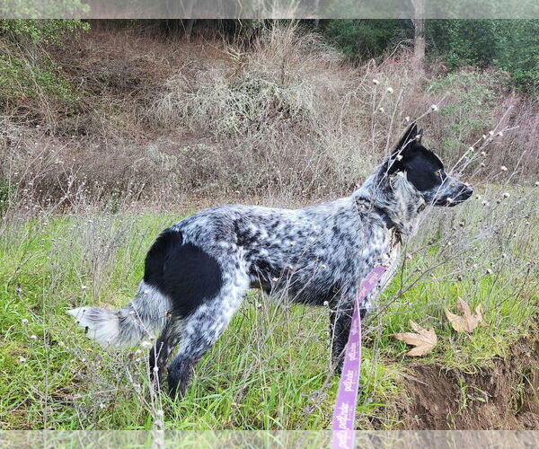 Medium Photo #3 Mutt Puppy For Sale in Paso Robles, CA, USA