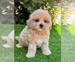 Small #7 Maltipoo