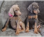 Small Photo #30 Doberman Pinscher Puppy For Sale in POMEROY, OH, USA