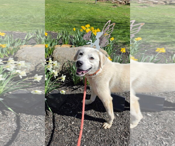 Medium Photo #5 Labrador Retriever Puppy For Sale in Rockaway, NJ, USA
