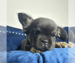 Small #14 French Bulldog