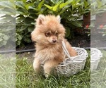 Small #2 Pomeranian
