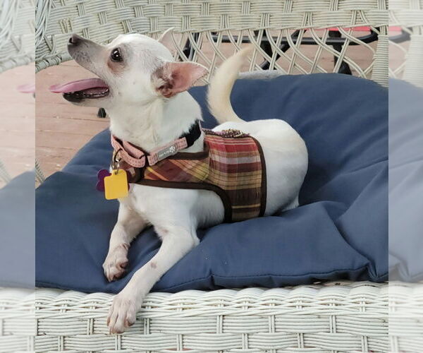 Medium Photo #8 Chihuahua-Unknown Mix Puppy For Sale in Plymouth, MN, USA