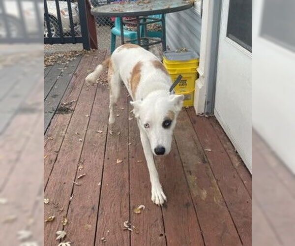Medium Photo #4 Catahoula Leopard Dog-Unknown Mix Puppy For Sale in Shell Lake , WI, USA