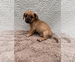 Small Photo #3 Chiweenie-Jack Russell Terrier Mix Puppy For Sale in SAINT AUGUSTINE, FL, USA