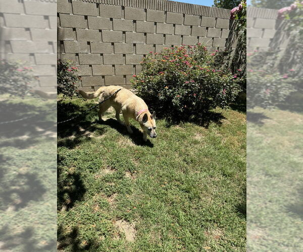 Medium Photo #4 Mutt Puppy For Sale in Dana Point, CA, USA