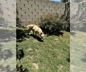 Dakota - Female Mutt Dog for Adoption - Photo #4