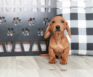 Dachshund Puppy for sale in MARIETTA, GA, USA