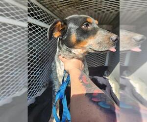 Mutt Dogs for adoption in Bakersfield, CA, USA