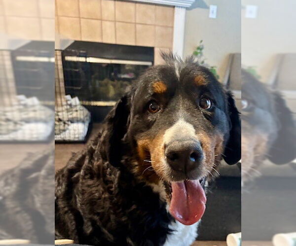 Medium Photo #1 Bernese Mountain Dog Puppy For Sale in Fort Wayne, IN, USA