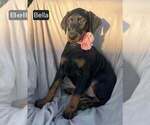 Small #5 Doberman Pinscher