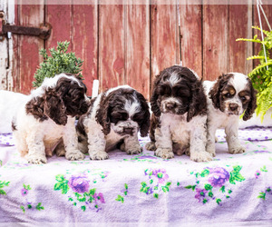 Cocker Spaniel Puppy for Sale in WAKARUSA, Indiana USA