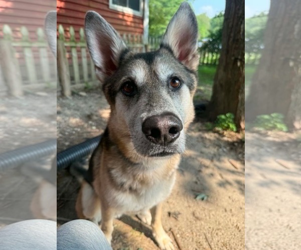 Medium Photo #4 Siberian Husky-Unknown Mix Puppy For Sale in Germantown, OH, USA