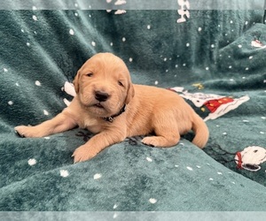 Golden Retriever Puppy for sale in CLARKSVILLE, TN, USA