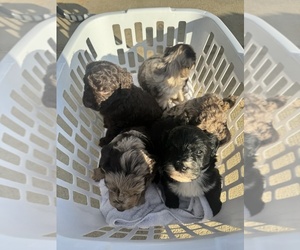 F2 Aussiedoodle Litter for sale in LEXINGTON, NC, USA