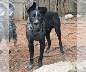 Jax - Male Mutt Dog for Adoption - Photo #8
